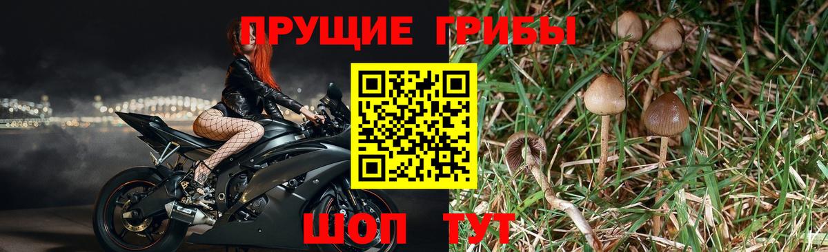 Псилоцибиновые грибы мицелий Черняховск